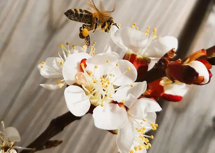 Honigduft Und Bienenluft Apartmán Sankt Oswald bei Freistadt